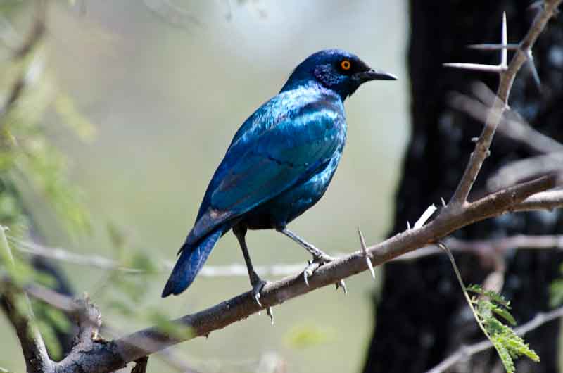 Greated Blue-Eared Glossy-Sterling - parque nacional de Etosha - Namibia 4.jpg